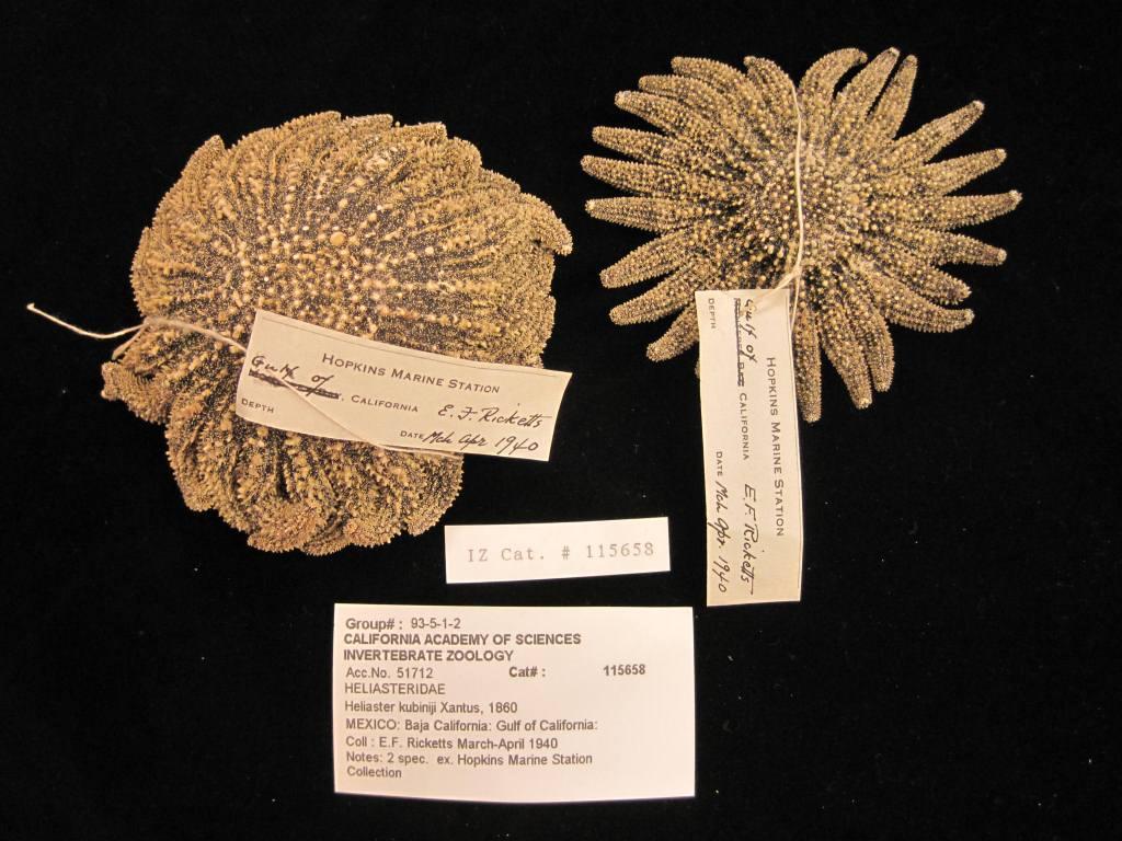 1940 specimens Heliaster kubiniji from sea of cortez