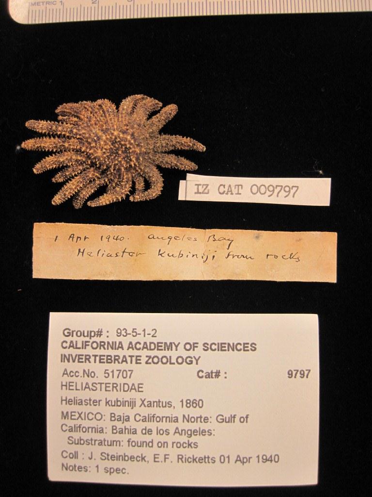 1940 specimen Heliaster kubiniji from sea of cortez