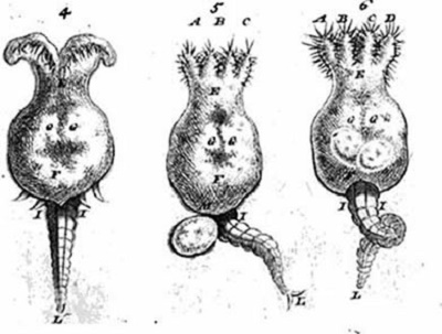 Louis Joblot's pomegranates as seen with his self-made microscopes