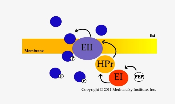 Phosphotransferase system