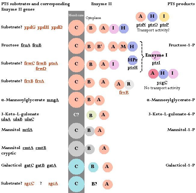 Color-coded PTS, Fructose/Mannitol