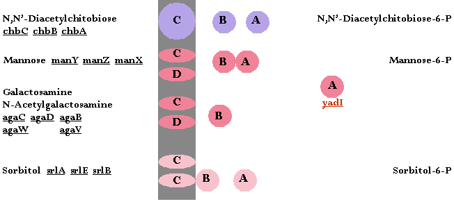 Color-coded PTS, Mannose/N-Acetylgalactosamine