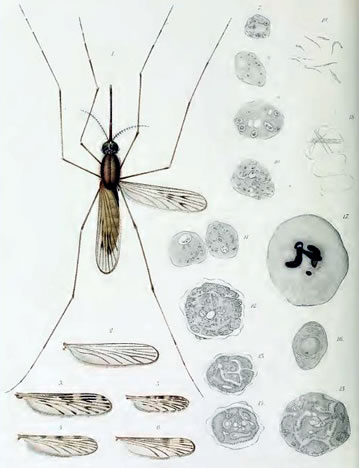 Anopheles mosquito grassi malaria