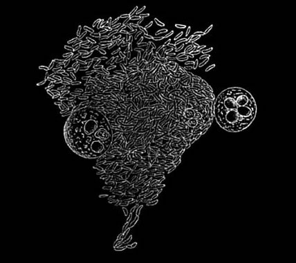 Figure 41 of Immunity in infectious diseases by Metchnikoff Metchnikoff immunity experiment