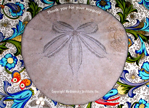 Sand dollar skeleton