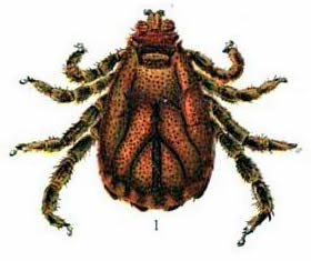 Dorsal view of texas fever tick Dorsal view of male Texas fever tick