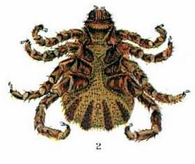 Ventral view of texas fever tick Ventral view of male Texas fever tick