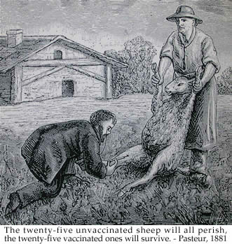 Illustration Vaccinating sheep for anthrax from 1926 edition of de Kruif's Microbe Hunters