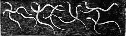 eels in vinegar represented by R. Hooke, 1665