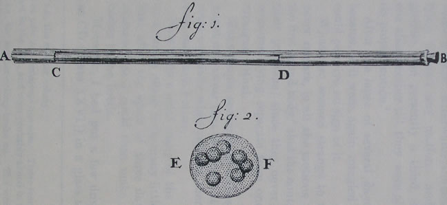volvox as depicted by Antony van Leeuwenhoek 